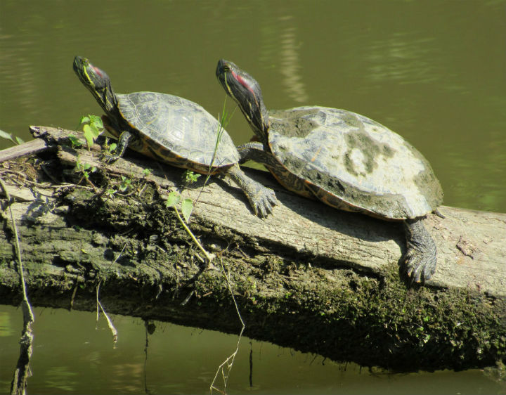 Red-ear Sliders